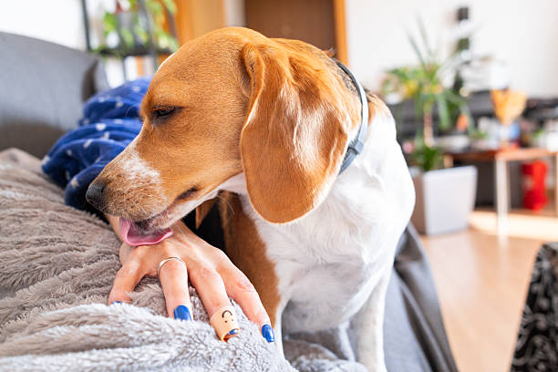 pet lick